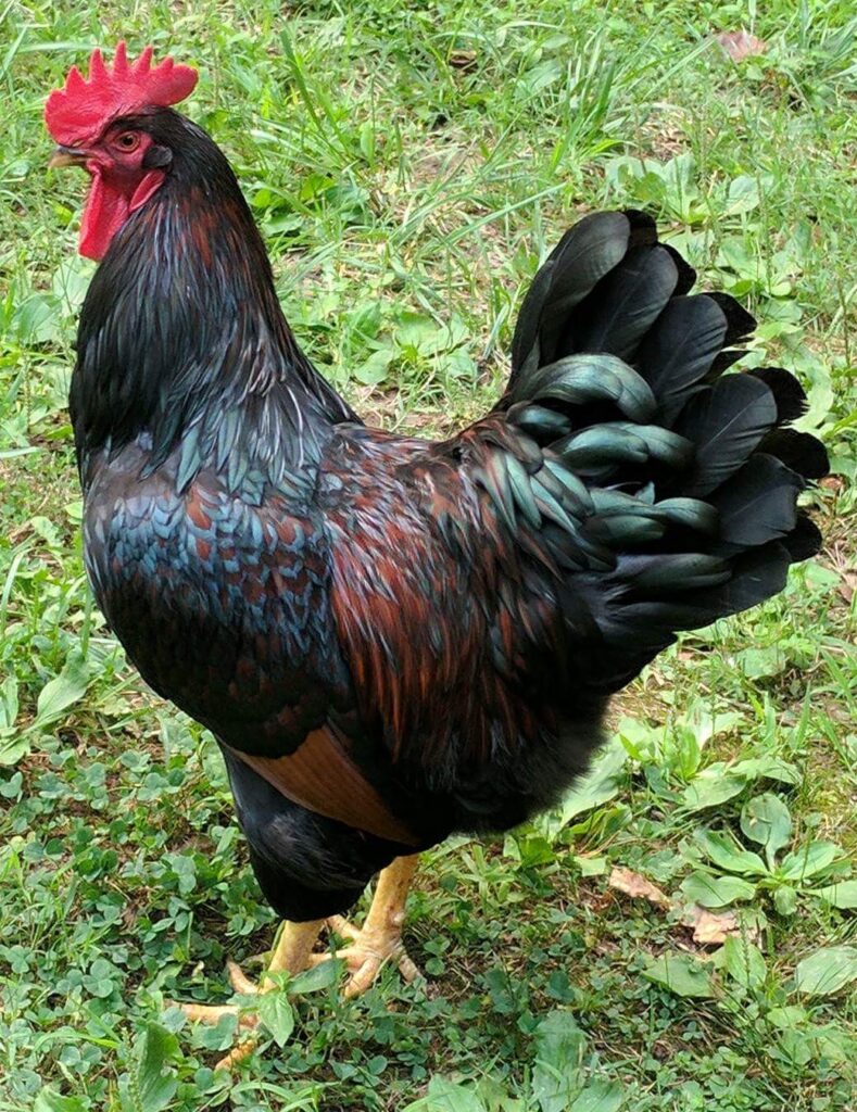 Barnevelder Chicken Near Me