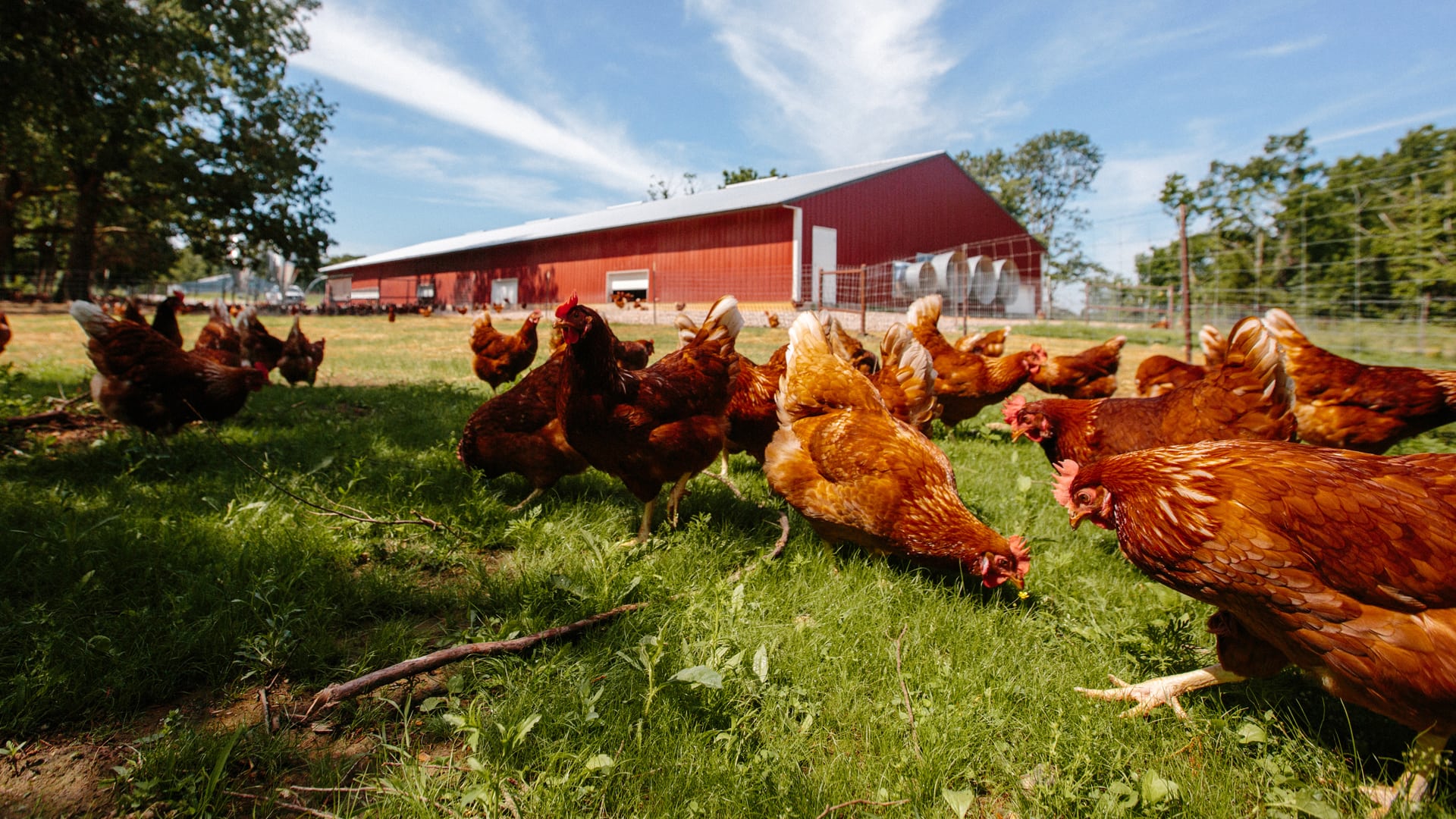 Hatchery Farm Store Chick