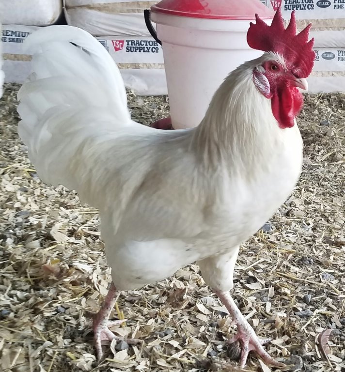 White Egg Layers For Sale