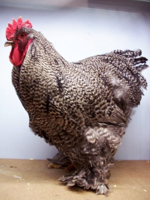Available Rare Chicken Breeds