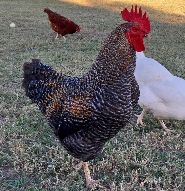 Available Black Sex Link Chicken