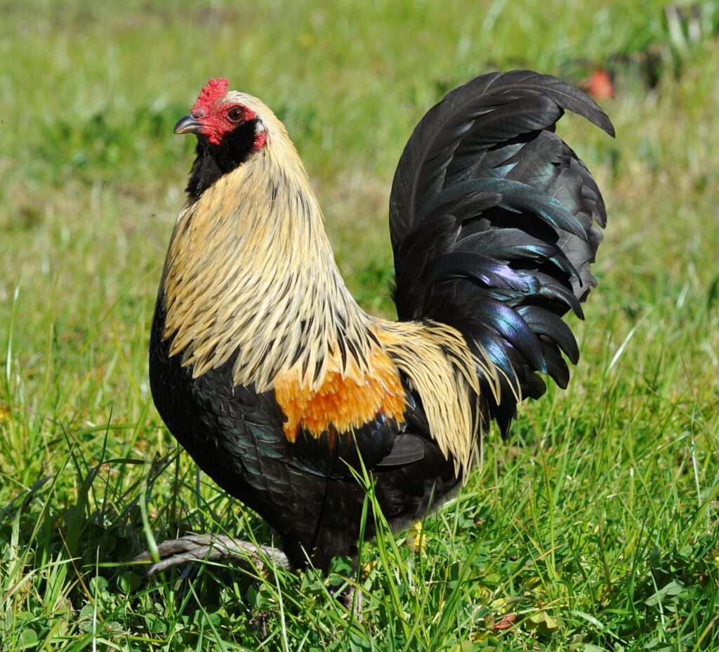  Chicks
