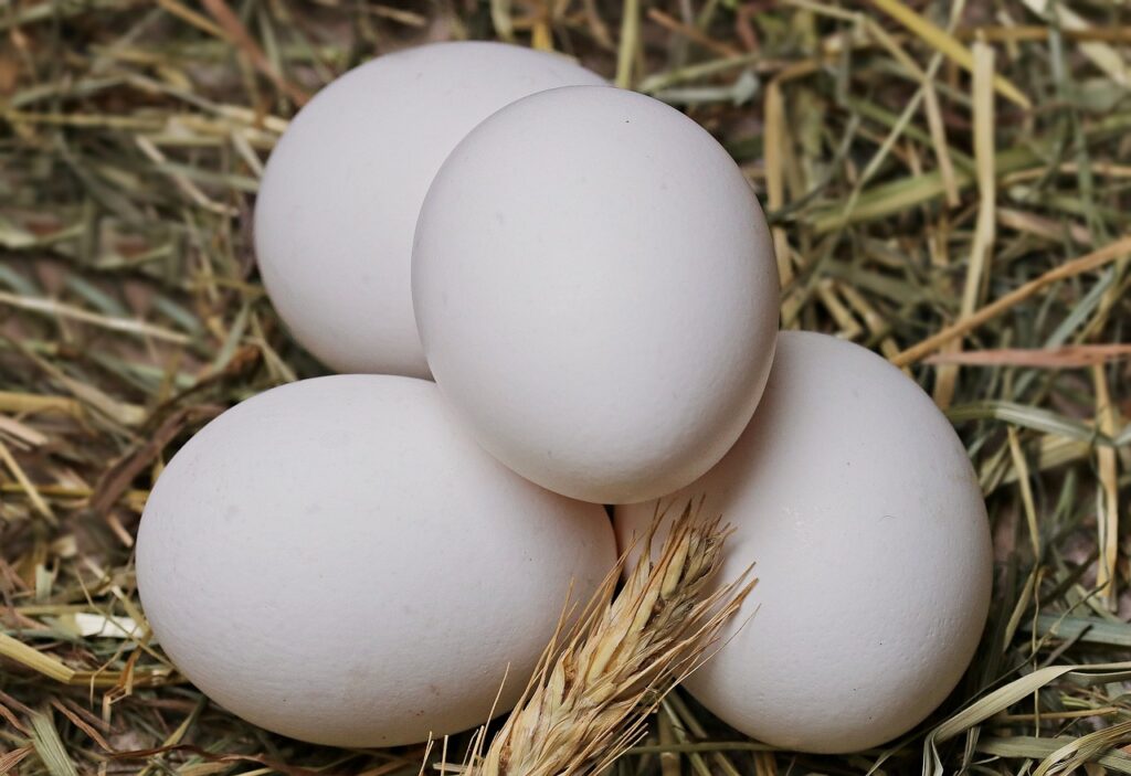 Hatching Eggs for Sale
