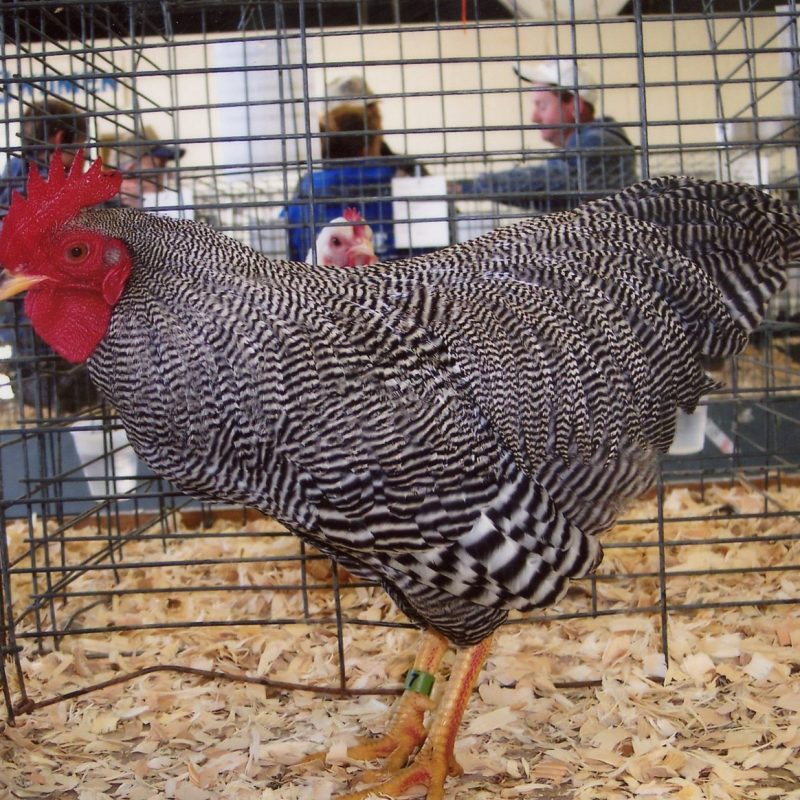  Buy Bantam chickens