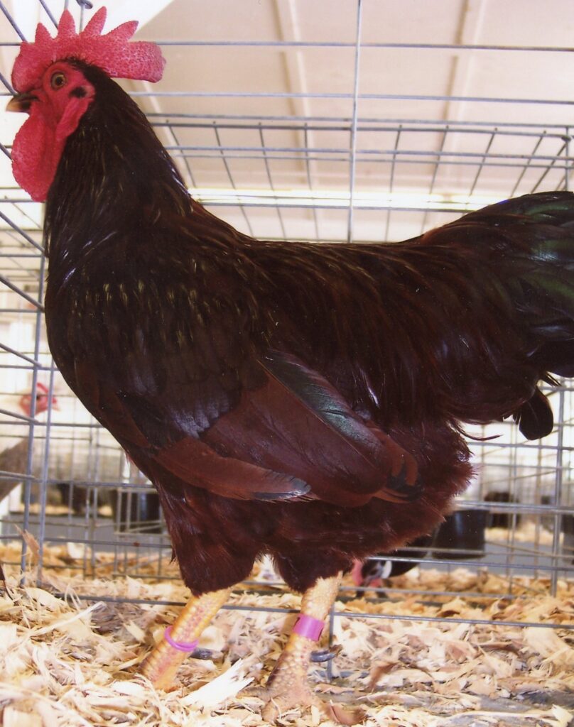 Buy Rhode Island Red Bantam