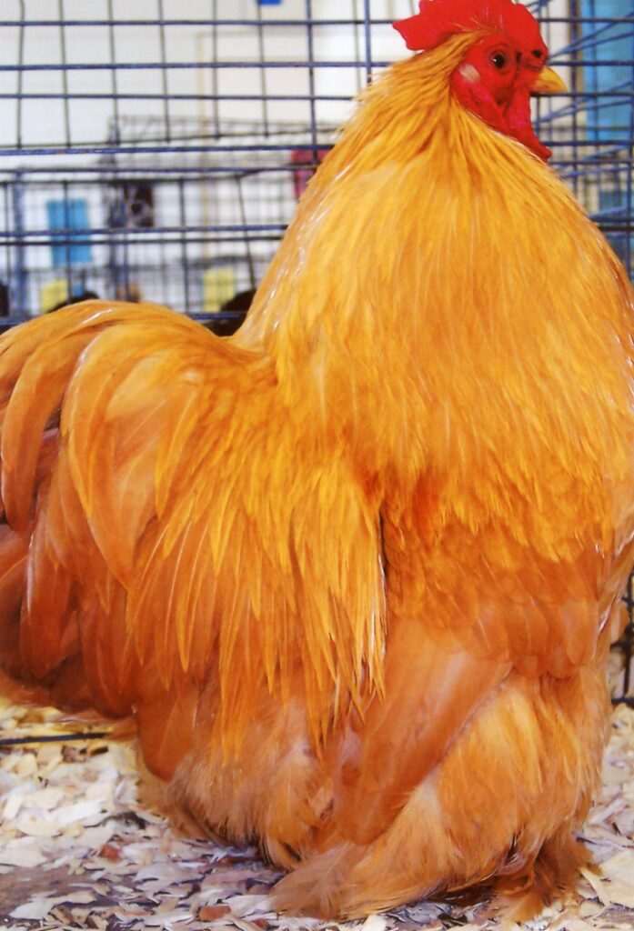 Buff Cochin Bantam Near Me 
