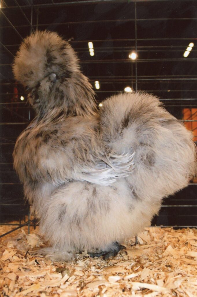 Buy Splash Silkie Bantam