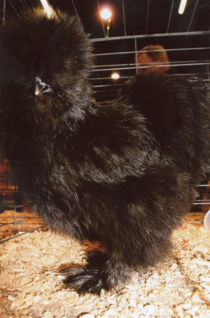Black Silkie Bantam For Sale