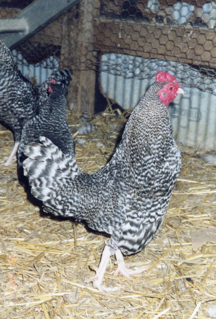 Buy Barred Old English Game Bantam