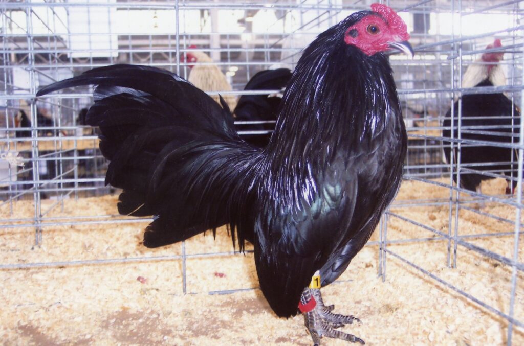 Available Black Old English Game Bantam