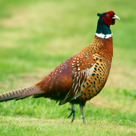 Pheasants