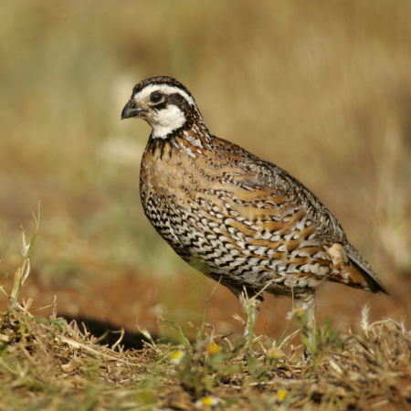 Quail