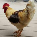 Golden Comet Chicken Near Me