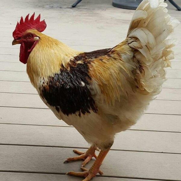Golden Comet Chicken - Male