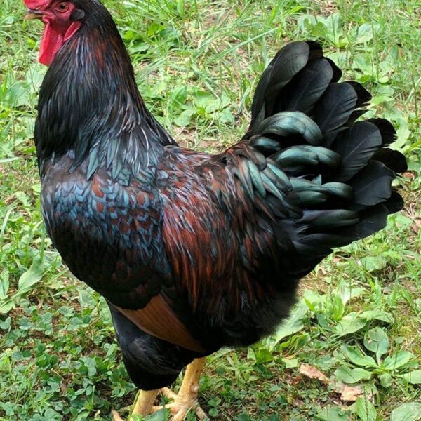 Barnevelder Chicken - Female