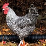 Buy Cuckoo Marans Chicken