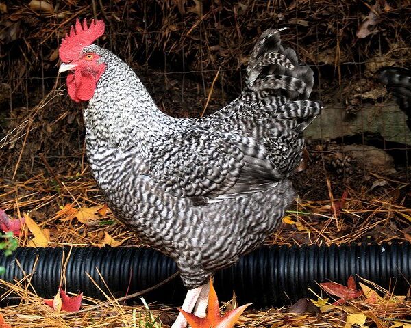 Cuckoo Marans Chicken - Female