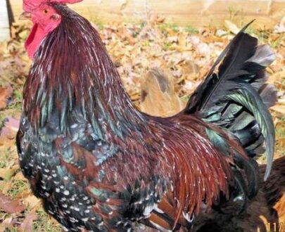 Available Speckled Sussex For Sale