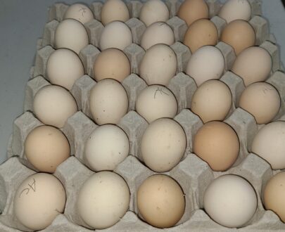 Buy Black Australorp Hatching Eggs