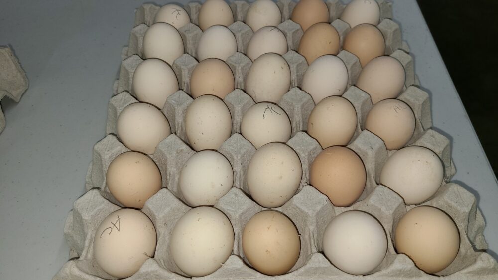 Black Australorp Hatching Eggs