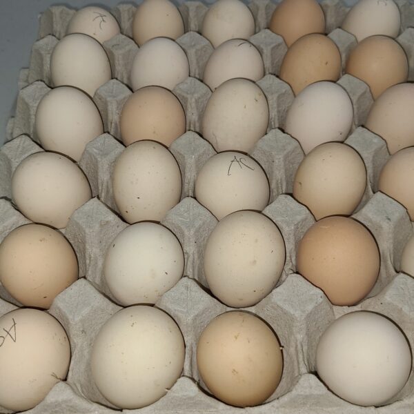 Black Australorp Hatching Eggs