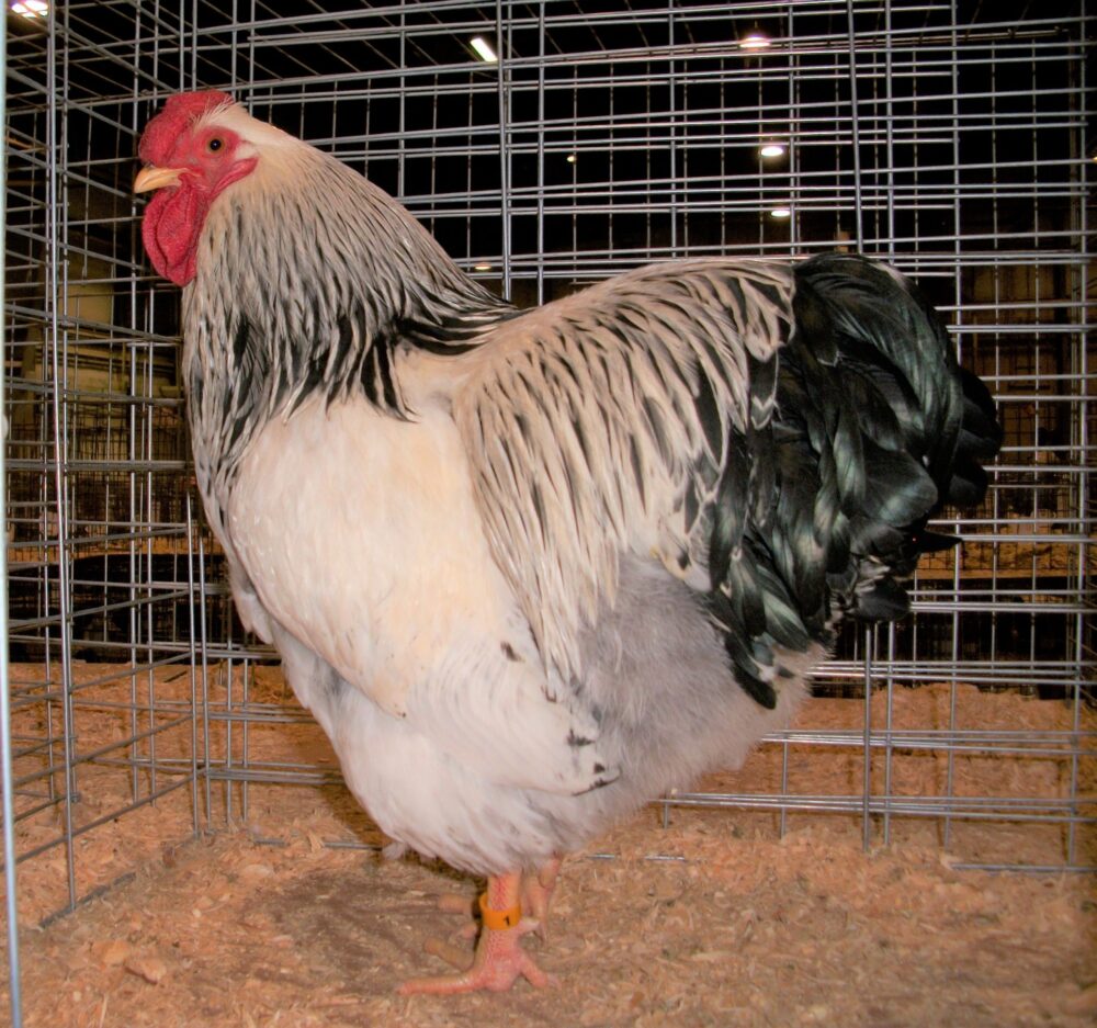 Columbian Wyandotte Chicken
