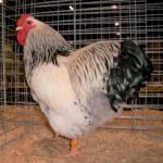 Buy Columbian Wyandotte Chicken