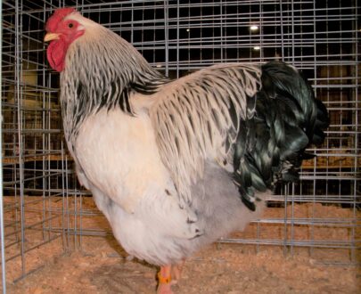 Buy Columbian Wyandotte Chicken