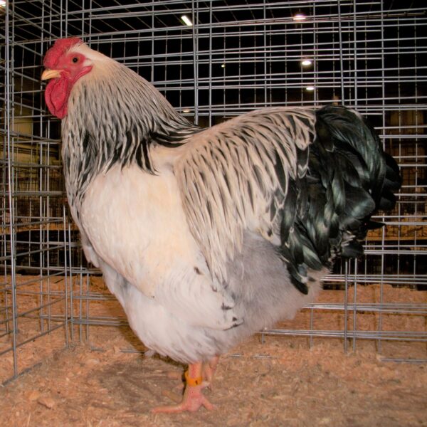 Columbian Wyandotte Chicken - Female