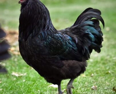 Black Ameraucana Chicken Near Me