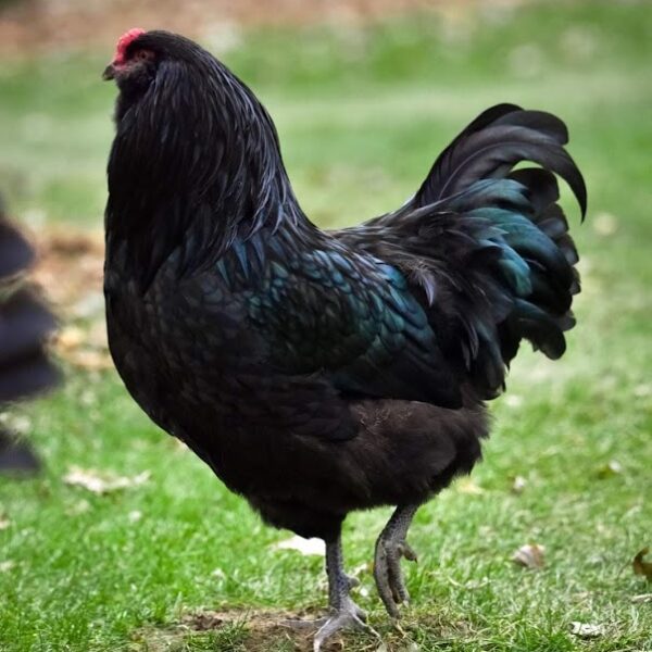 Black Ameraucana Chicken - Female