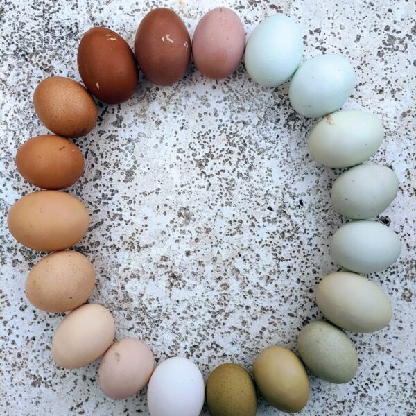 Rainbow Egger®