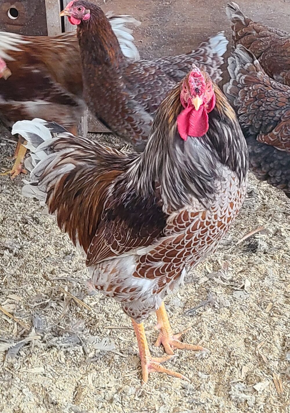 Splash Laced Red Wyandottes