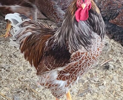 Buy Splash Laced Red Wyandottes