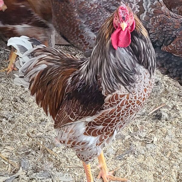 Splash Laced Red Wyandottes - Female