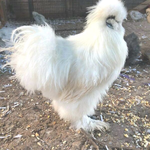 White Silkie Bantam - Male