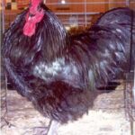 Black Australorp Chicken For Sale