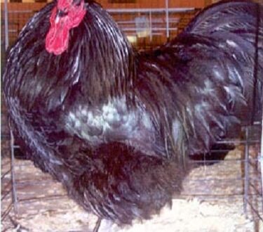 Black Australorp Chicken For Sale