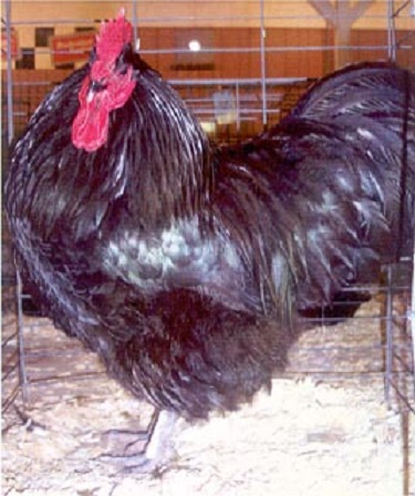 Black Australorp Chicken - Female