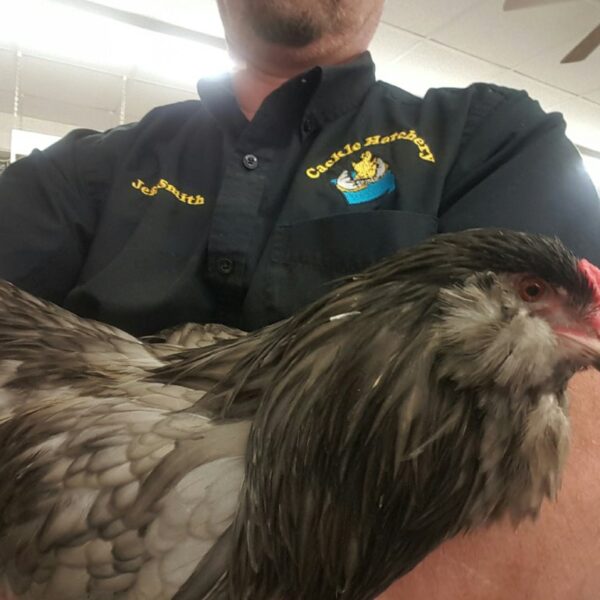 Blue Ameraucana Chicken - Female