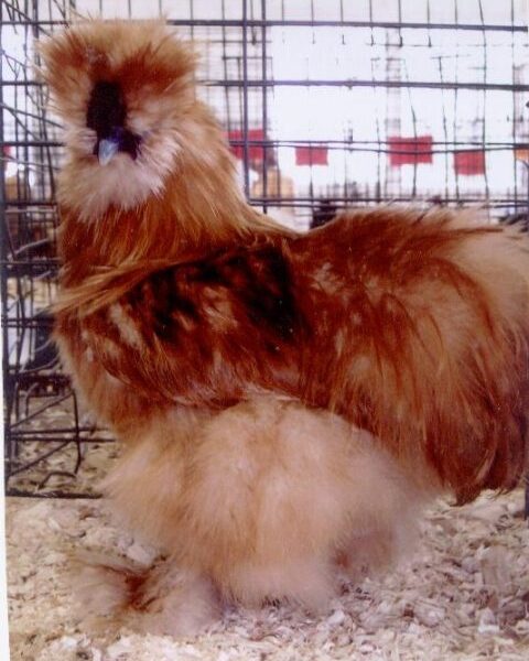 Buff Silkie Bantam - Female