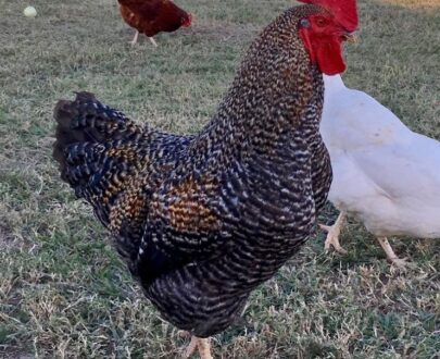 Buy Black Sex Link Chicken