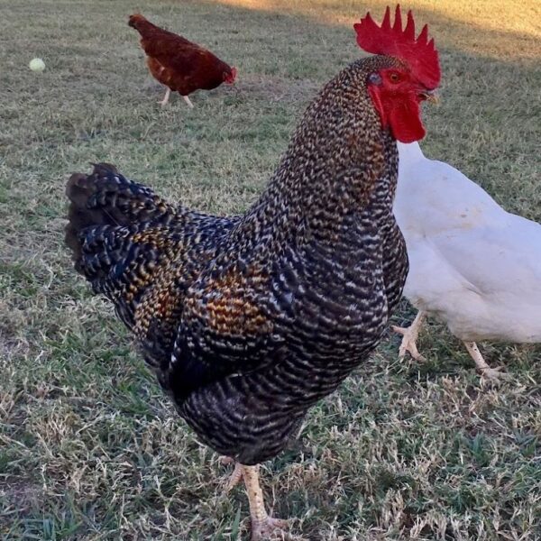 Black Sex Link Chicken - Female