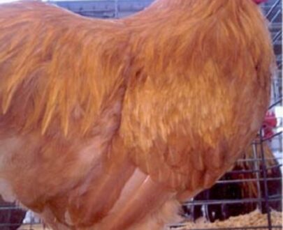 Buff Orpington Bantam Near Me