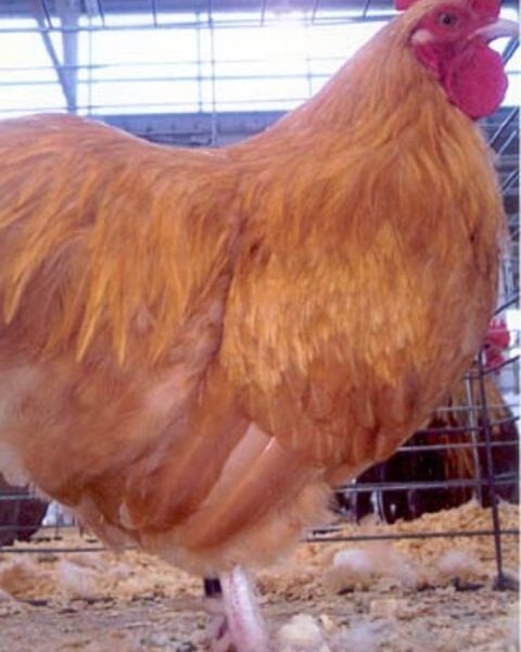 Buff Orpington Bantam - Female