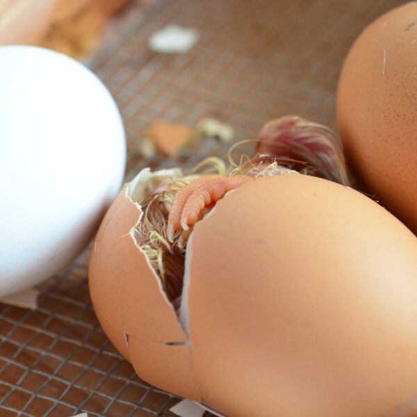 French Wheaten Marans Hatching Eggs