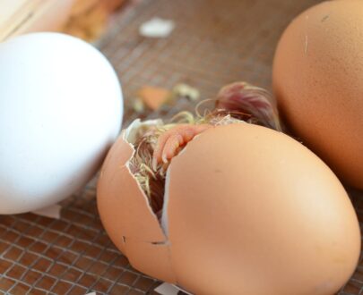 Barred Rock Hatching Eggs For Sale