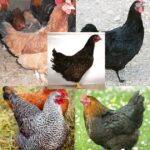 Buy French Marans Female Surplus