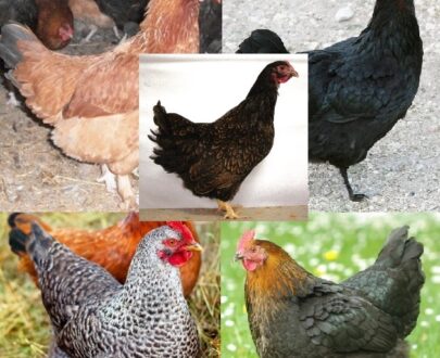 Buy French Marans Female Surplus