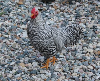 Dominique Bantam Near Me